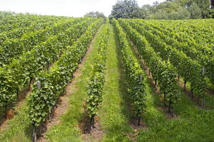 landschaft3