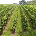 landschaft3