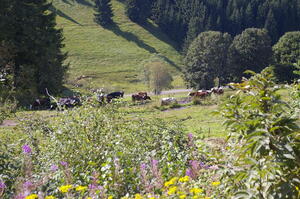 landschaft6