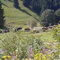 landschaft6