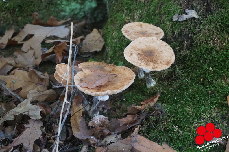 DSC07204.JPG
