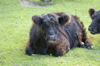 Tiere