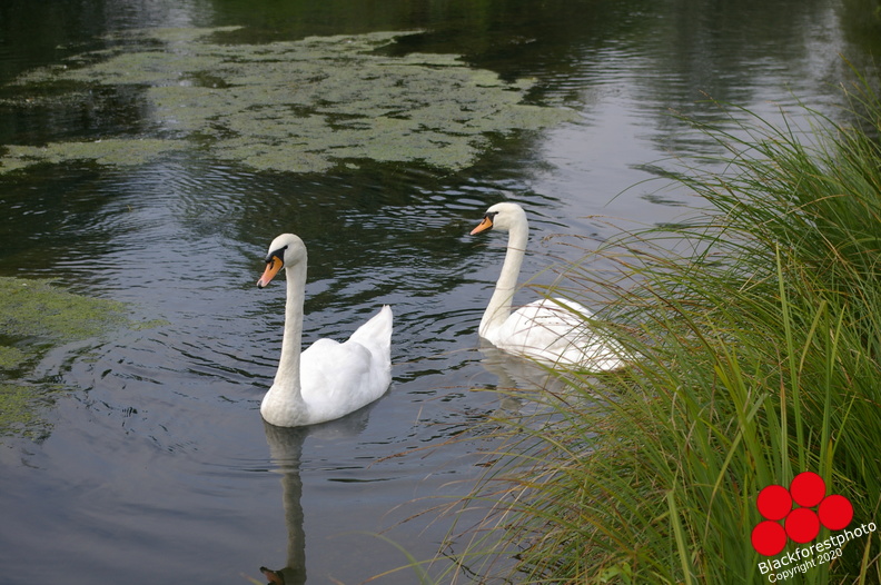 IMGP1774.JPG