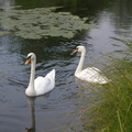 IMGP1774