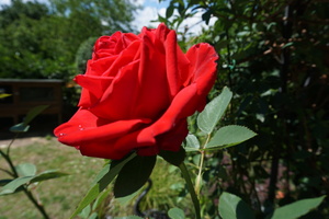 DSC08795